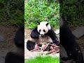 Pandas look so cute when they eat! #Panda #Animals #Monkey