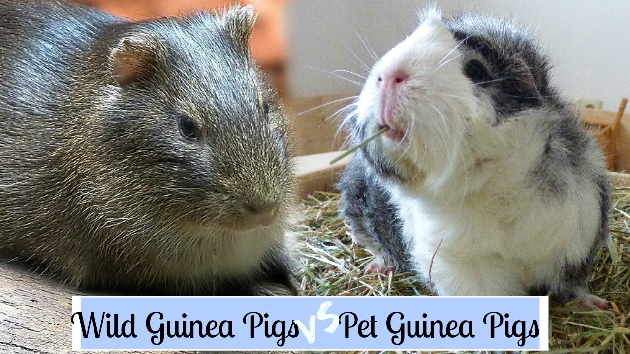 Wild Guinea Pigs VS Pet Guinea Pigs 