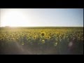Suzukiski - Danceland