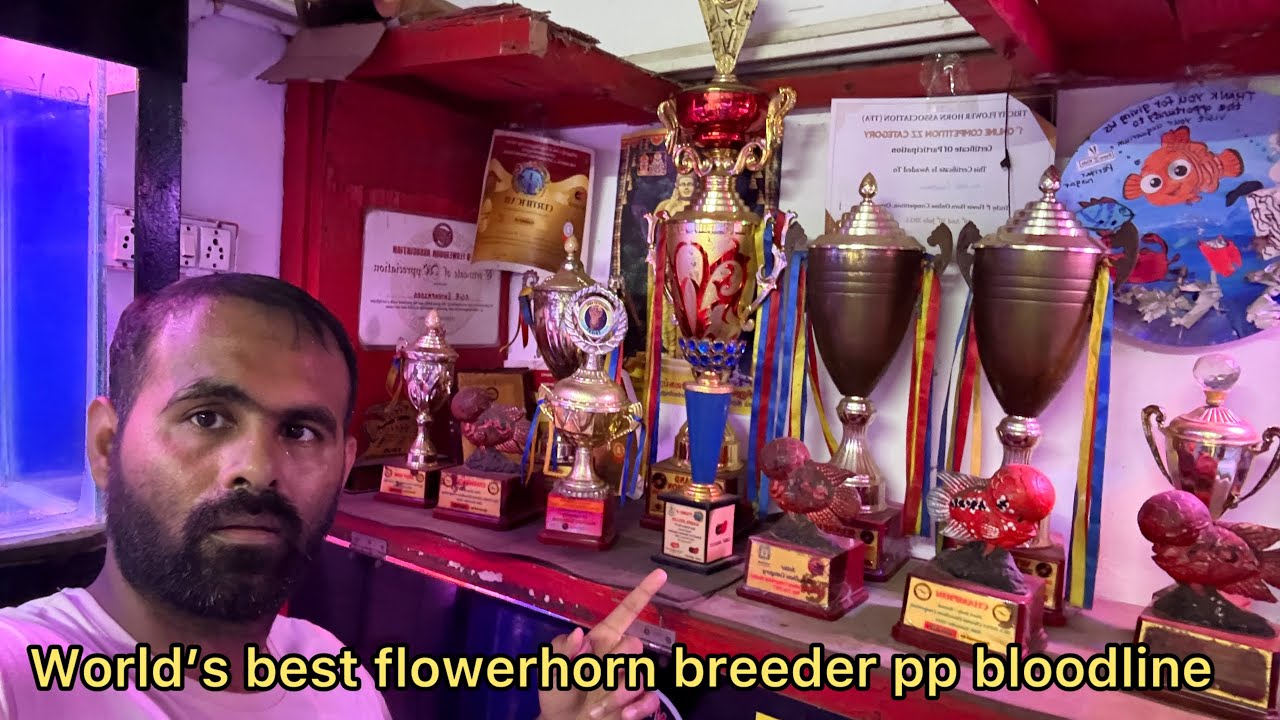 Best place to buy champion grade flowerhorns 