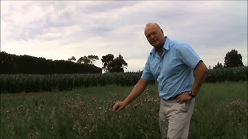Thistle control in alfalfa stands