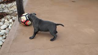 Soccer Time! Holly The Blue Staffy by Holly The Blue Staffy 1,763 views 2 years ago 30 seconds