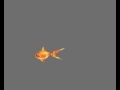 Золотая рыбка на хромакее