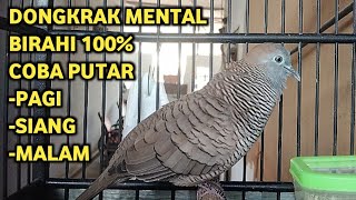 Perkutut Lokal Gacor Suara Super Kristal - Pancingan Malas Bunyi  (99%AMPUH BANGET)