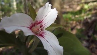 Adirondack Painted Trillium