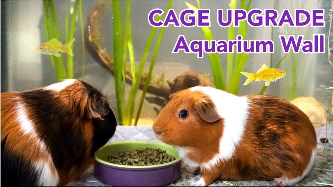 Aquarium Wall for Guinea Pigs (Week 1 