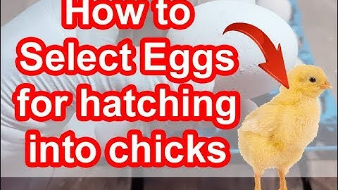 How to select eggs for hatching into chicks How to hatch eggs into chicks
