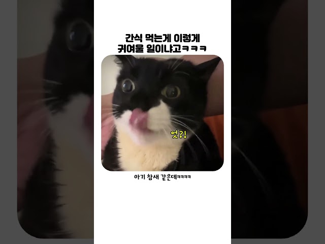 참새같은 냥냥이 ㅋㅋ #cat #shorts #cute