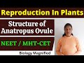 Structure of anatropous ovule  reproduction in plants  neet  mhtcet 2021  board exams  biology