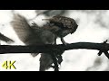 Waldkauz - Tawny Owl: Fütterung/ Feeding