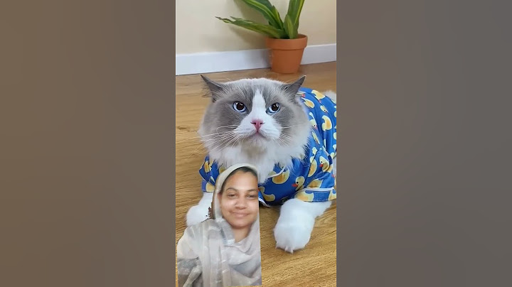 🐾 safety first!#puff cute 👀🥰 cat shows you how to wrap broken glass safely before#munni Khan unique