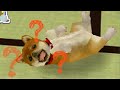 【実況】ペット、飼い始めました　その3 【Nintendogs】