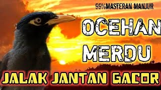 Download Lagu BAKAL NYAUT SEKETIKA | BILA DENGAR SUARA MASTERAN INI, COCOK UNTUK PANCINGAN JALAK KEBO ‼️ MP3