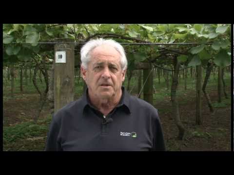 How to examine an orchard for kiwifruit Psa