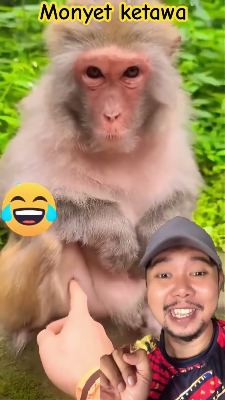 monyet ketawa gemoy banget deh!!?? #monkey #funny #animals #comedy #funnymonkey