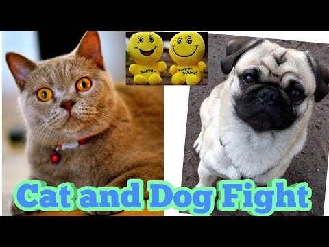 cat-and-dog-fight-funny-video-clips-monkey-and-dog-very-funny