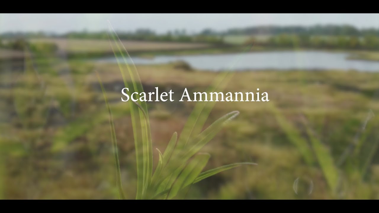 Scarlet Ammannia