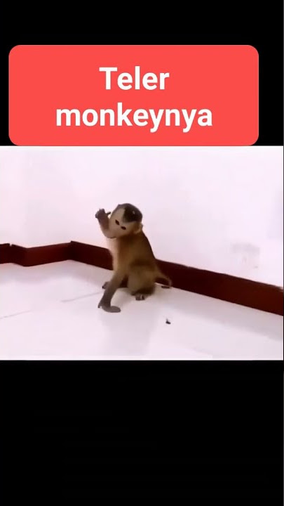 PERTARUNGAN MONYET SAMA AYAM .MONYETNYA PUSING
