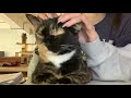 HEAD SHOULDER MASSAGE ASMR ON CUTE CAT - purrs and scratch edition