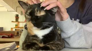 HEAD SHOULDER MASSAGE ASMR ON CUTE CAT  purrs and scratch edition