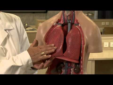 Videó: Az Emberi Tüdő Működése