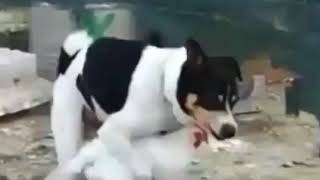 Anjing vs Ayam diketawain Monyet (subscribe ya!)