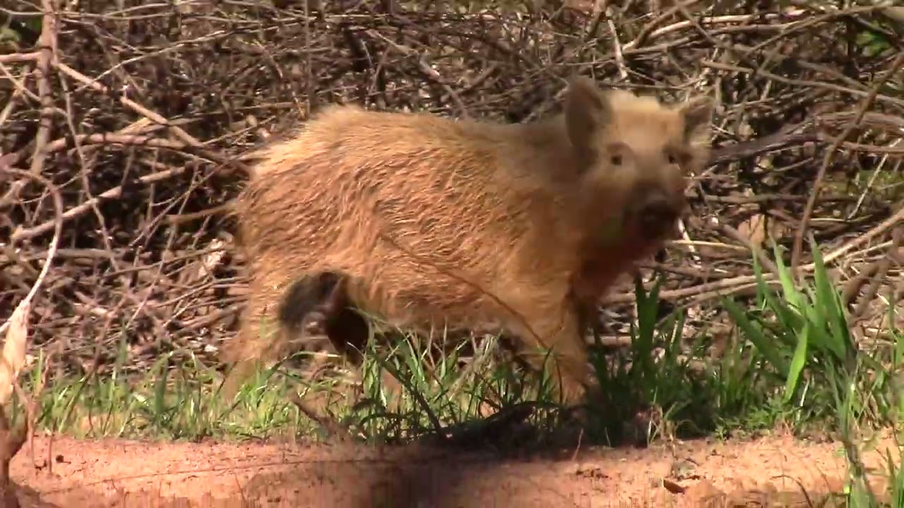 3/27/2021 Texas storms Damage survey from first tornado Rusk to