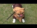 (Star Wars)Ewok dog 【ペキニーズ小太郎】