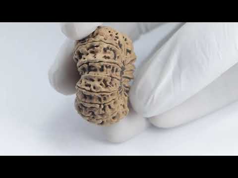 14 Mukhi Rudraksha 37 mm for Purchase pls contact 70783 00563 / 82728 63683