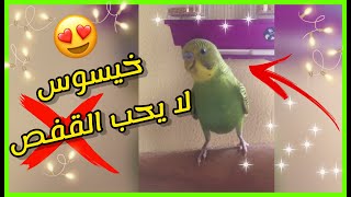 العصفور خيسوس طائر البادجي الأليف 😍 ترويض البادجي |البيروش