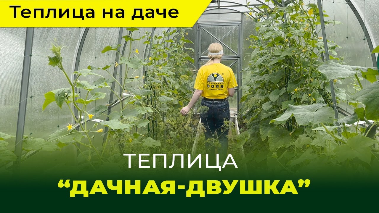 7 сортов огурцов в теплице "Дачная-Двушка" - YouTube