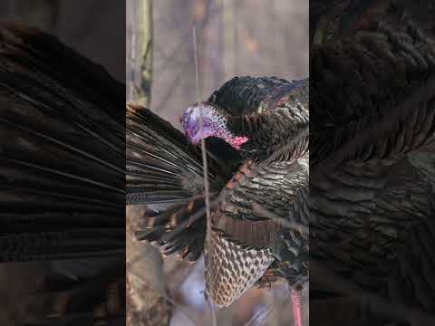Preening - Wild Turkey (Meleagris gallopavo)