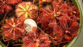 Drosera spatulata 'Tamlin' ~ Sundew, Carnivorous Plant