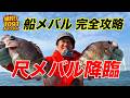 1000回以上のメバル釣りを観てきたエキスパートから学ぶメバル釣りの極意