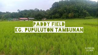 Paddy Field @ Kg. Pupuluton, Tambunan