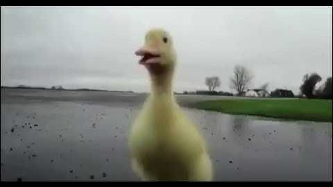 Why are you running