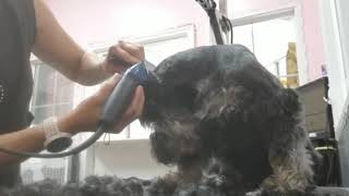 How to groom a Shnauzer: Set and scissor the pattern by Pawsh Dog House 607 views 4 years ago 4 minutes, 44 seconds