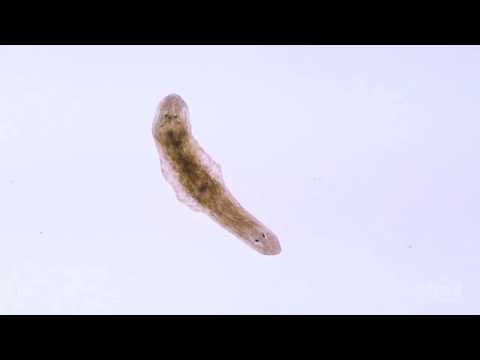 Video: Este planaria un vierme?