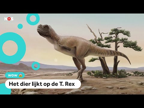 Video: Welke Beroepen Zijn Geschikt Voor Welk Teken Van De Dierenriem