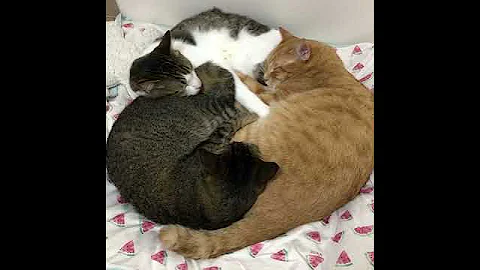 Watch the video about Funny and Cute Cats Video Compilation_ _Do subscribe #short #cutecatvideo #cute_cat_video