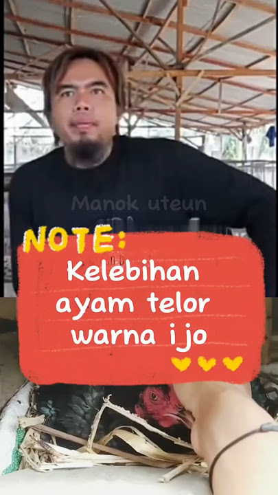 Ini dia penjelasan antony ayam telor ijo #birma #ayamtelorijo #burma #ayamrawatan #ayambangkok #fyp