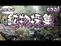 初心者の鉱物採集 オパール編