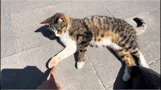 feeding street cats youtube，hungry street cat looking for food，Incredibly beautiful Cats