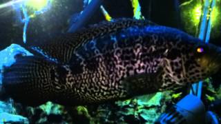 Jaguar cichlid eats 3 frogs