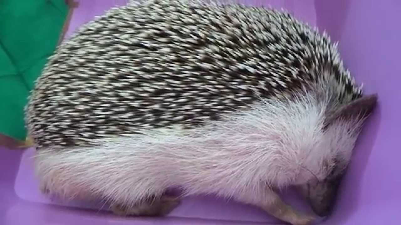[Hedgehog / Landak Mini] Episode 2 Sleep (Malaysia