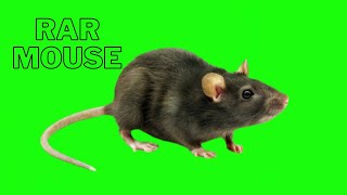 Hahah Mouse Green Screen Video Choha Green Screen