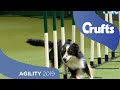 Agility Kennel Club British Open Final Part 2- Large | Crufts 2019