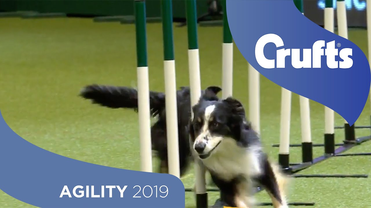 Agility Kennel Club British Open Final 