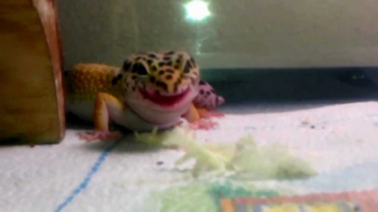 leopard print Leopard Gecko Eats Shedding Skin