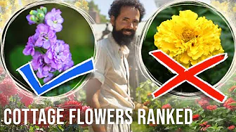 7 COTTAGE GARDEN annual FLOWERS - Ranked